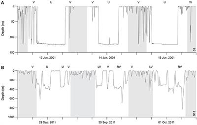 Convergent Foraging Tactics of Marine Predators with Different Feeding Strategies across Heterogeneous Ocean Environments